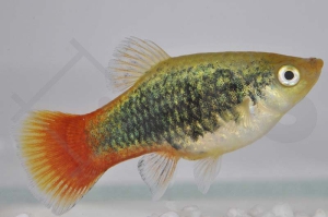 020157_Xiphophorus-maculatus_Regenbogenplaty-tuxedo_01