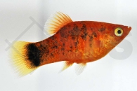 020160_Xiphophorus-maculatus_Calicoplaty-rot_01