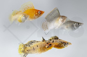 020165_Poecilia-velifera_Segelkaerpfling-gemischt_01