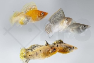 020165_Poecilia-velifera_Segelkaerpfling-gemischt_01