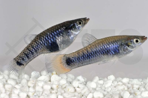 020166_Limia-melanogaster_Jamaika-Kaerpfling_01