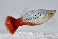 020167_Xiphophorus-variatus_Papageienplaty-blau_01