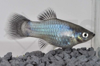 020168_Xiphophorus-maculatus_Wagtailplaty-blau_01