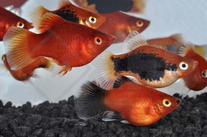 020170_Xiphophorus-maculatus_Korallenplaty-MIX_01