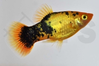 020171_Xiphophorus-maculatus_Calicoplaty-gelb_01