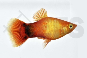 020172_Xiphophorus-maculatus_Gluehlichtplaty-gold_01