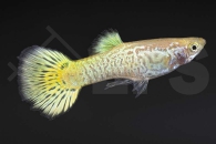 020175_Poecilia-reticulata_Guppy-cobra-gelb-m_01