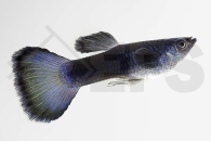 020186_Poecilia-reticulata_Guppy-moskau-blau-m_01