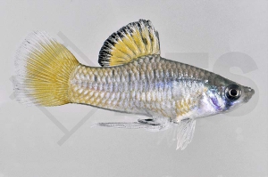 020187_Phallichthys-amates_Guatemala-Kaerpfling_01