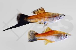 020190_Xiphophorus-helleri_Wagtail-Schwerttraeger_ananas_01