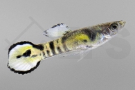 020197_Poecilia-wingei_Endlers-Guppy-tiger-gruen_01