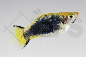 020205_Xiphophorus-maculatus_Komet-Tuxedoplaty-gelb_01