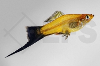 020211_Xiphophorus-helleri_Schwerttraeger-orange-wagtail_01