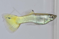 020151_Poecilia-reticulata_Guppy-german-yellow-m_01