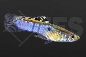 020224_Poecilia-wingei_Endlers-Guppy-japan-blau_01