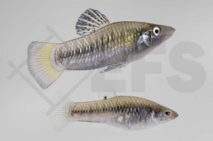 020225_Limia-perugiae_Perugia-Kaerpfling_01