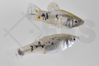 020227_Limia-vittata_Kuba-Kaerpfling_01