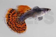 020229_Poecilia-reticulata_Guppy-Dumbo-Ear-m_01