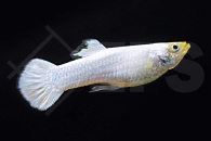 020230_Poecilia-reticulata_Guppy-Snow-white-m_01