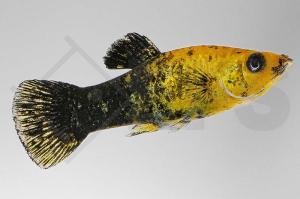 020231_Poecilia-latipinna_Marmor-Molly_01