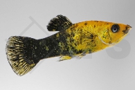 020231_Poecilia-latipinna_Marmor-Molly_01