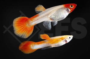 020232_Poecilia-reticulata_Koi-Guppy-kohaku-MIX_01