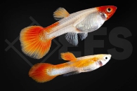 020232_Poecilia-reticulata_Koi-Guppy-kohaku-MIX_01