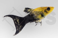 020233_Poecilia-latipinna_Marmor-Molly-Lyra_01