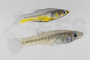 020237_Girardinus-metallicus_Metallkaerpfling_gold_01