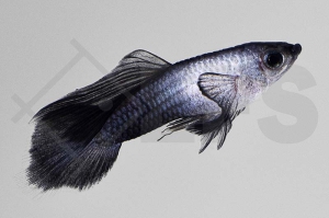 020238_Poecilia-wingei_Endlers-Guppy-Panda-m_01