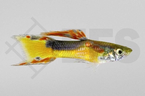020245_Poecilia-wingei_Endlers-Guppy-golden-Jet-m_01