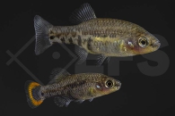 020250_Zoogoneticus-tequila_Tequila-Kaerpfling_01