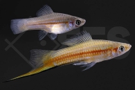 020253_Xiphophoros-helleri_Yucatan-Schwertraeger_01