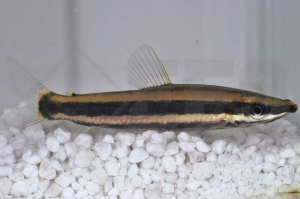 030001_Anostomus-anostomus_Prachtkopfsteher_01