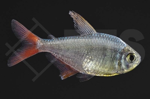 030003_Hyphessobrycon-columbianus_Rot-blauer-Columbianer_01