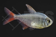 030003_Hyphessobrycon-columbianus_Rot-blauer-Columbianer_01