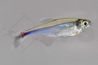 030004_Knodus-borki_Blauer-Perusalmler_01