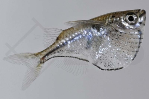 030005_Carnegiella-marthae_Schwarzschwingen-Beilbauch_01