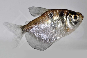 030008_Gymnocorymbus-ternetzi_Trauermantelsalmler_01