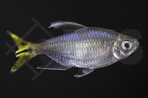 030010_Alestopetersius-caudalis_Gelber-Kongosalmler_02