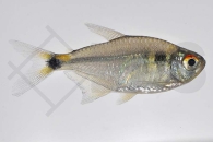 030013_Hemigrammus-ocellifer_Schlusslichtsalmler_01