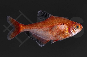 030018_Hyphessobrycon-eques_Blutsalmler_02