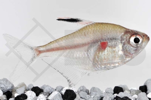 030020_Hyphessobrycon-erythrostigma_Fahnenkirschflecksalmler_01
