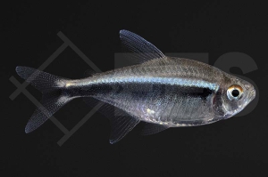 030022_Hyphessobrycon-herbertaxelrodi_Schwarzer-Neon_01