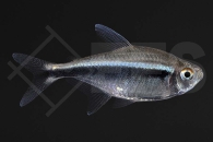 030022_Hyphessobrycon-herbertaxelrodi_Schwarzer-Neon_01