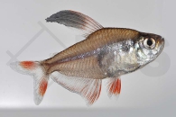 030023_Hyphessobrycon-bentosi_Schmucksalmler_01