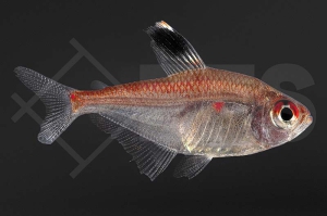 030025_Hyphessobrycon-pyrrhonotus_Rotrueckenkirschflecksalmler_01