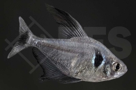 030027_Megalomphodus-megalopterus_Schwarzer-Phantomsalmler_01