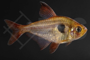 030028_Megalomphodus-sweglesi_Roter-Phantomsalmler_01