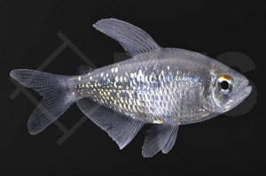 030029_Moenkhausia-pitteri_Brillant-Salmler_01